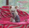 Maybelline von Shinbashi Chinese Crested