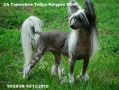 Tamoshire Tallyho Kalypso DOM Chinese Crested
