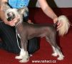 Albi Ga-he-mi Chinese Crested