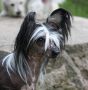 Bozo Gang's I am Happy Chinese Crested
