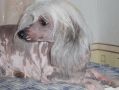 Zanga Sabina Chinese Crested