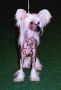 Lionheart Kind Regards To Proud Pony Chinese Crested