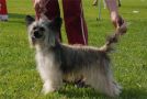 Afra-Dita Chinese Crested