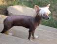 Jonbrecy's Fancy Finale Chinese Crested