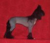 Larky Blacky In Love Eclipse Chinese Crested