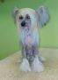 Diamond Rose Ipsi Grand Chinese Crested