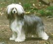 Zhannel's Candy Can Can Chinese Crested