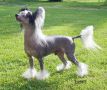 Mohawk Emale Chinese Crested