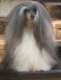 Lohamras Bisquite Chinese Crested
