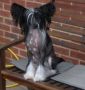 Next Generation von Shinbashi Chinese Crested
