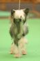 Angel Look Great Mystifier Chinese Crested