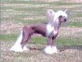 Angelcrest Carbon Streaker At Liddyleaze Chinese Crested
