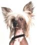 Zucci Little Angel From Honebon Chinese Crested
