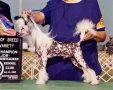Woodlyn Last Comic Standing Chinese Crested