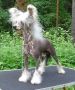 Sherabill Chilly Willy Chinese Crested