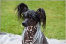 Suanho's Missisauga Chinese Crested