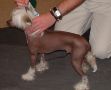Kashi Let's Go Commando At Nisyros JW Chinese Crested