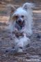 Timegarden Zazou Diamond Place Chinese Crested