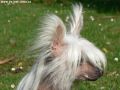 Lulu Amitycja Chinese Crested