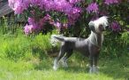 Forseti's Olivia Oni Chinese Crested
