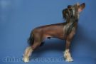 Rus Crimson Empaer Irwin Chinese Crested