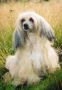 Tiny Diamonds Caf� Au Lait Chinese Crested