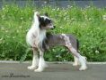 Lanart Bilberry Ksolo Club Chinese Crested