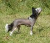 Stormblstens Mooncrest Spell Chinese Crested