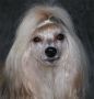 Magic Carpet's Estonia Queen Chinese Crested