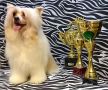 Star Dynasty Golden Arfey Chinese Crested