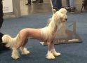 Moonlilys Diamond In Mega Size Chinese Crested