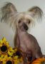 princess star diva Chinese Crested