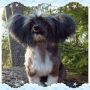 Mirbon's Donnie Chinese Crested
