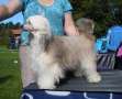Belshaw's Pure Powder Chinese Crested