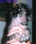 Beauty Cin-Cin Pet Chinese Crested