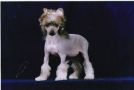Little Crow Rare King Ksolo Chinese Crested