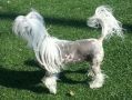 Shadow Hill Thunder Bolt Strikes RCrested Chinese Crested