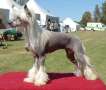 Crestyle Hottest Advocate Hl Chinese Crested