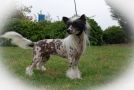 Olivera's You Can't Afford Me Hl Chinese Crested