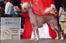 Unicorn's Sol-Orr System Chinese Crested