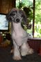 Vellar Pljus Kitayskiy Talisman Chinese Crested