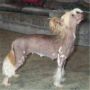Blandora What A Cracker Chinese Crested