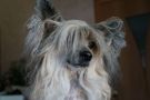 Irgen Gold Zanni Chiara Chinese Crested