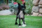 Crest'd Label Back in Black Chinese Crested