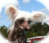  Salome Fionadatter Avrina Chinese Crested