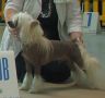 Whispering Ln' Keep On Trucking Chinese Crested