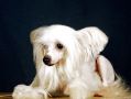 Star Level Rain From Diamonds Chinese Crested