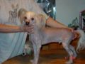 Pink Diamond Fantasy Island Chinese Crested