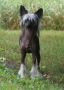 Stefaniya Krasa ot Volnogo Psa Chinese Crested