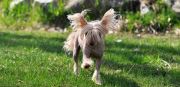 Keep On Dreaming of Roxy's Pride Chinese Crested